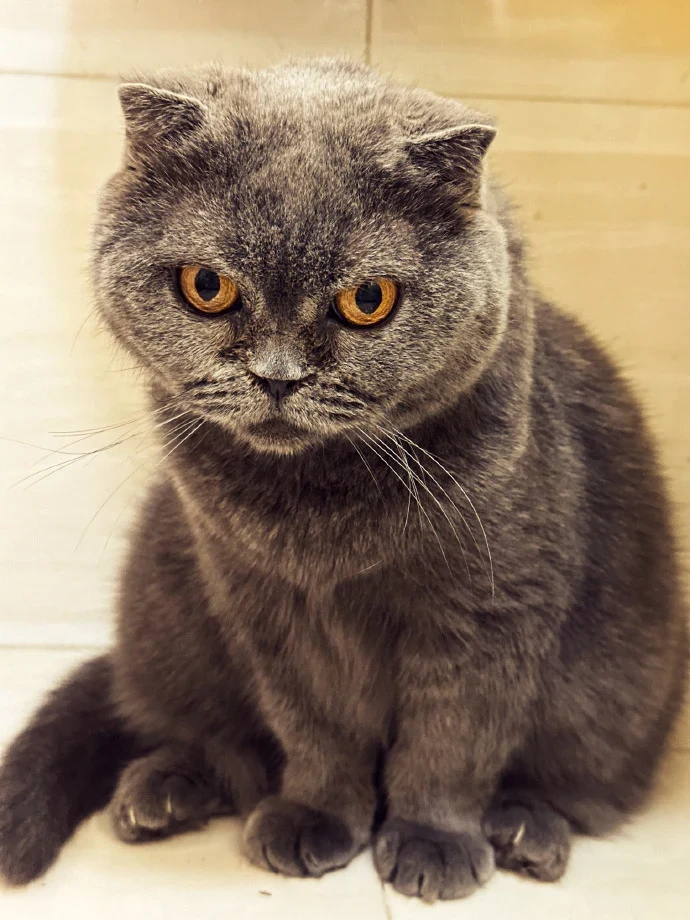 Folded-ear cat portrait, photo reference