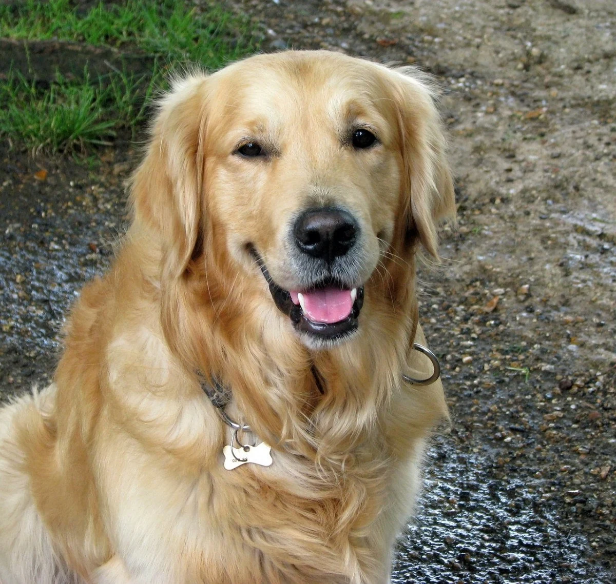 Golden Retriever portrait, original photo