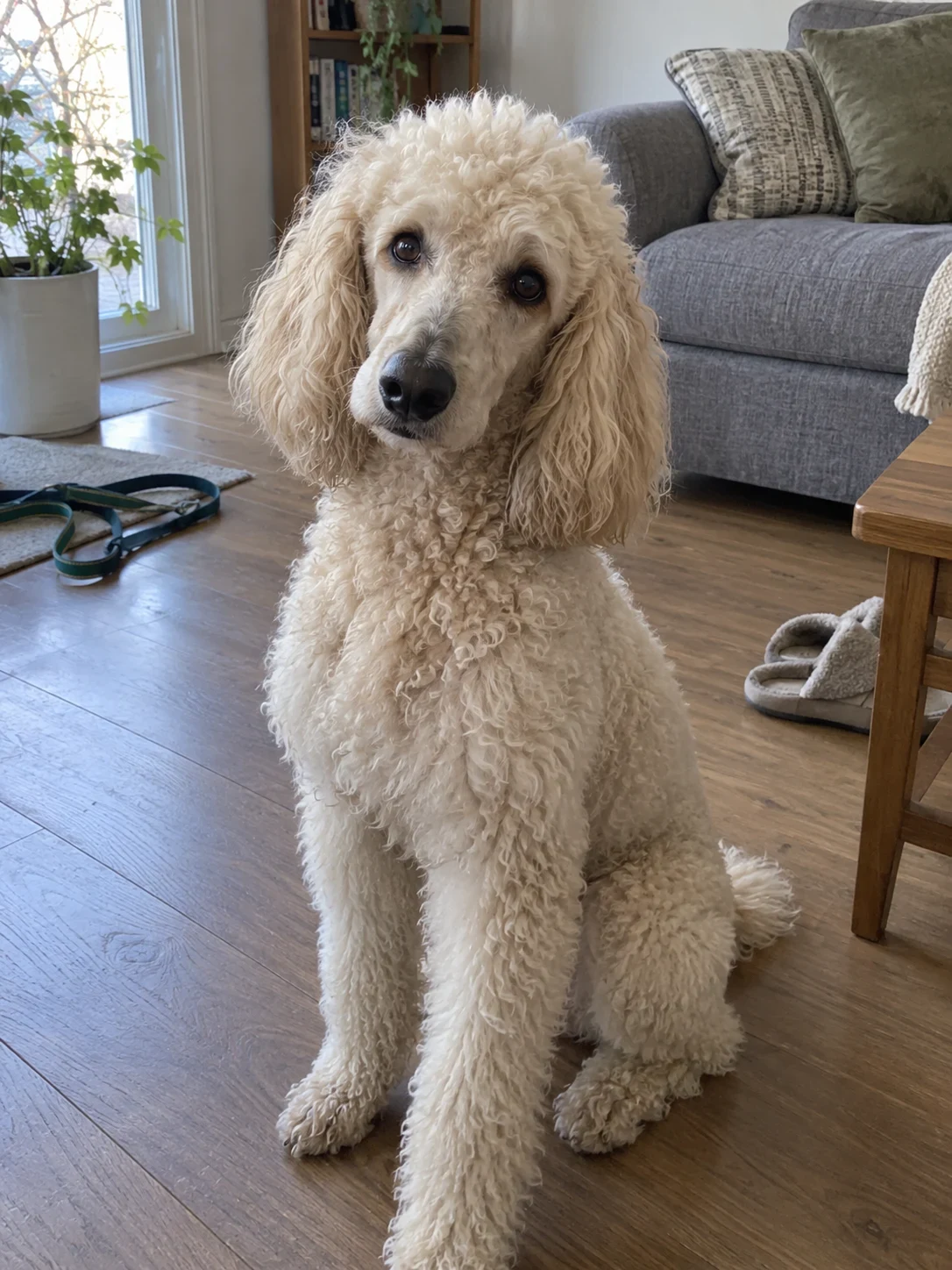 Dog portrait, original photo